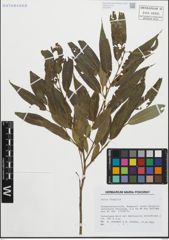 Foto von Salix fragilis L.